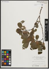 Foto von Salix appendiculata Vill.
